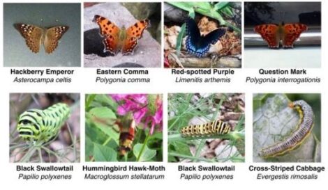 For the Love of Insects Image